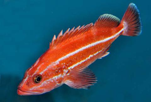 Steinhart Aquarium, July 2010